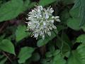Alpine Leek